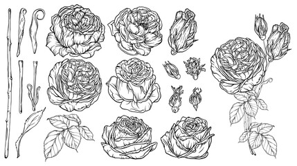 Wall Mural - Hand-drawn floral set, a collection of roses