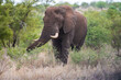 natural spectacle of an African elephant in the Kruger National park