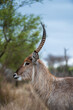 African antilope with long, beautiful horns in its natural habitat