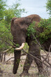 proud African elephant with big tusks behind a bush in the Kruger National park