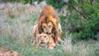 lion couple in the wilderness of Africa