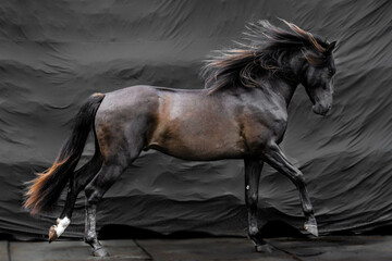 Beauitful stallion horse against black background