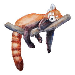 Hand-painted watercolor illustration of a red panda sleeping on a branch, on a transparent background. Red panda`s illustration for printing design.