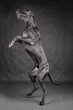 Giant dog dancing