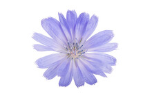 Cichorium Intybus - Common Chicory Flowers Isolated On The White Background