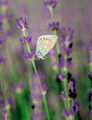 piękny motyl w kropki na kwiatach lawendy