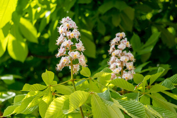 Wall Mural - Chestnut with white flowers in sunny weather close up. Chestnut blossoms