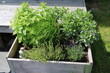 Mentha, Allium schoenoprasum, Salvia officinalis and Lavandula angustifolia herbs in a raised bed, Sweden