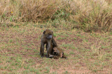 Poster - Two young olive baboons (Papio anubis) playing in savanna in Serengeti national park, Tanzania