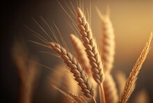 Illustration Of Ripe Golden Ears Of Wheat In A Summer Field With Sunset Sunbeams In Macro Closeup. Very Wide Format. Generative AI