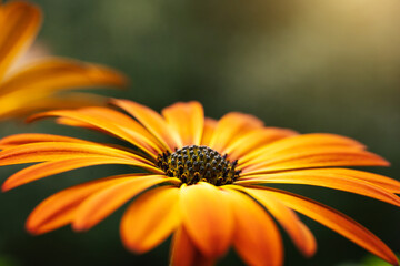 Beautiful orange flower Osteospermum macro shot. Summer nature concept