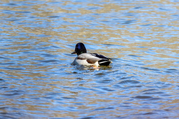 Wall Mural - duck on the water