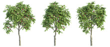 3D Rendering Of Apple Trees On Transparent Background, For Illustration, Digital Composition, And Architecture Visualization