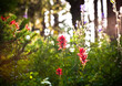 © Cavan Images - Montana wildflowers, including Indian Paintbrush.