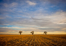 Corn Field After Harvest And Three Trees Against A Cloudy Blue Sky.  Southeast, Colorado