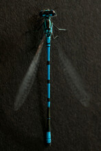 Common Blue Damselfly (Enallagma Cyathigerum)