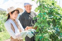 畑で野菜・きゅうりを収穫する農家・生産者の女性・男性・夫婦（アジア人・日本人・中国人）