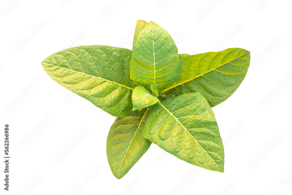 tobacco mosaic virus microscope Tobacco mosaic virus (tobacco mosaic)