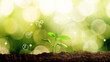 Young green plants growing at sunlight Environment technology Green plants Close up bokeh background bokeh background
