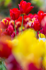 Canvas Print - Tulip