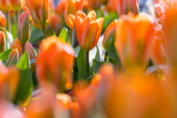 Canvas Print - Tulip