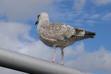 Herring Seagull Standing Vigilantly On Beam Looking Out With Blue Cloudy Sky Overhead