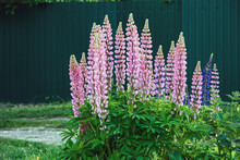 Lupine Plant Blooming With Pink Flowers In Summer, Lupinus Polyphyllus