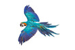 Colorful Macaw parrot flying isolated on transparent background png file 