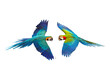 Colorful macaw parrots flying isolated on transparent background png file