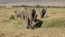 Elephants In The Maasai Mara, Keny, Africa 