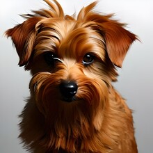 Portrait Of A Yorkshire Terrier