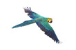 Colorful flying parrot isolated on transparent background png file 