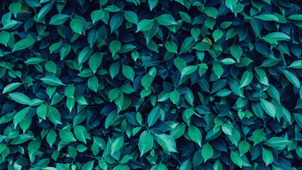 Wall Mural - closeup nature view of tropical leaves background, dark nature concept