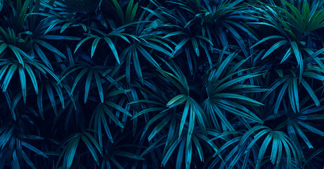 Wall Mural - closeup nature view of palm leaves background, dark nature pattern concept