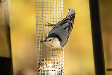 Hungry White Breasted Nuthatch Hanging On A Feeder In Autumn.