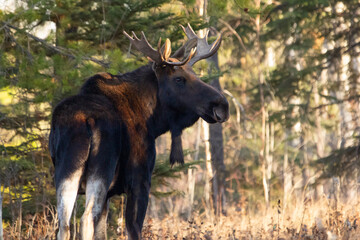 Wall Mural - Big Moose bull with antlers is standing in the autumn forest.