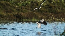 Slowmotion Tracking Shot Of A Pair Of Herons Flying Low Above A River