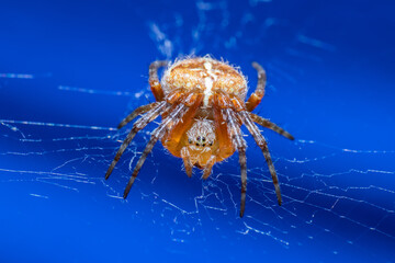 spider on the sea