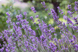 Fototapeta Kwiaty - A bush of purple lavender grows and blooms in the garden. Floral background