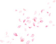 水彩　風に舞う桜の花びらフレーム、背景