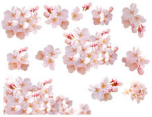 桜の花　背景透過、パス付き