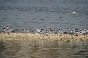 Wall Mural - Common Tern (Sterna hirundo) perched on islet