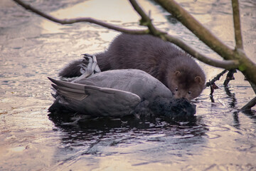 Aufkleber - A wild mink has caught and is feeding on a coot. It is on an ice covered pool