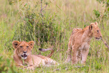 Canvas Print - Lion Cubs lying in the grass of the savannah