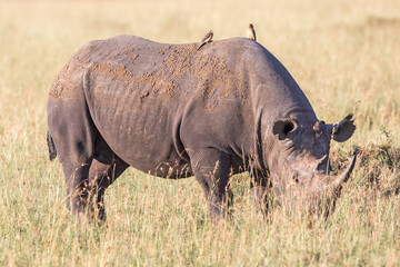 Poster - Oxpecker birds sitting on a Black rhinoceros