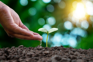 Wall Mural - Hands nurturing plants and watering baby plants growing in a sequence of germination on fertile soil and blurred green nature background.