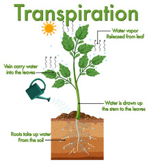 Canvas Print - Diagram showing plant transpiration