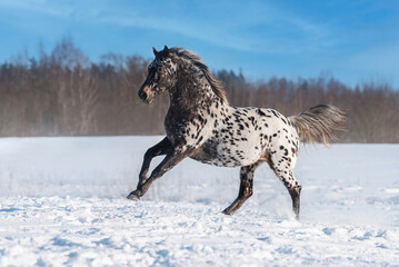 Wall Mural - Beautiful appaloosa horse running in winter