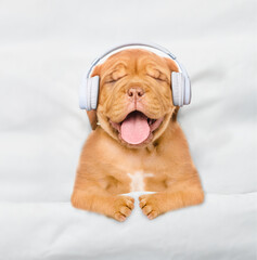Poster - Happy Mastiff puppy wearing  headphones listening music on a bed at home. Top down view