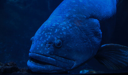 Angry big fish in aquarium 